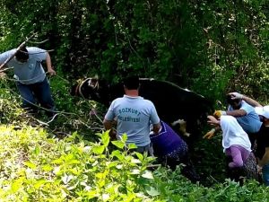 Uçuruma Yuvarlanan İneği Belediye Ekipleri Kurtardı