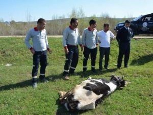 Ahırdan Kaçtı, Polis Yakalayıp Kesti