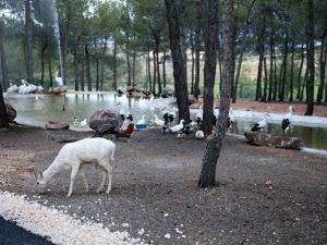Türkiye’nin İlk Safari Parkı’na Ziyaretçi Rekoru