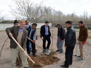 Adilcevaz Belediyesi’nden Meyve Fidanı Dikimi
