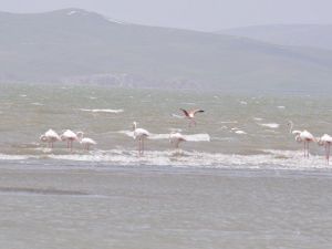 Flamingolar Van’a Geldi