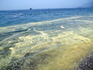 Belediyeden Açıklama: "Kirlilik Değil Polen Tabakası"