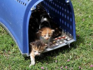 İzmir’in Minik Kedileri Yuva Arıyor