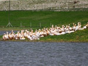 Kunduzlar Baraj Gölünde Göçmen Kuş Şenliği