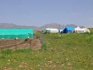 Cudi, Gabar Ve Kato Dağları Göçerlerin Mekanı Oldu