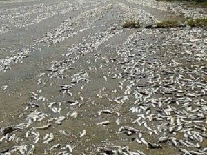 Baraj Taştı, Binlerce Balık Telef Oldu