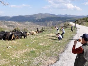 Güney Koreli Turist Hedefine Yönelik Tanıtım