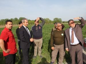 Tedavisi Tamamlanan Delice Kuşu Doğaya Bırakıldı