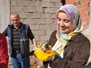 Köpekten Analık Dersi