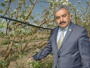 Elmayı Nisan Ayında Don Vurdu