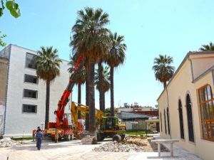 Yetmiş Yıllık Palmiyelere Yeni Yaşam Alanı