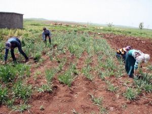 Alternatif Üretim Ve İstihdam Derneği’nden Müthiş Proje