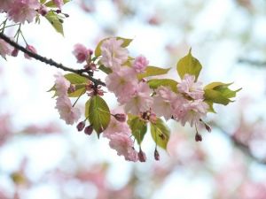 Dikmen Vadisi Çiçek Açtı