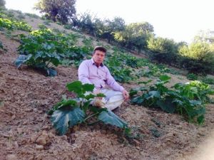 Pazarlar’da Çerezlik Kabak Üretimi Artıyor