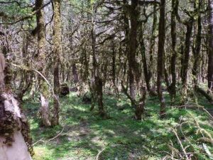 Çamlıhemşin’deki Şimşir Ormanı Kuruyor