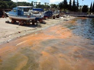 Deniz Kirliliği Sandılar, Balık Yumurtası Çıktı