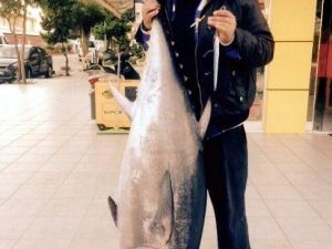 65 Kiloluk Orkinos Oltaya Geldi