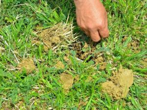 Doğadan Topladıkları Bitki İçin 155 Bin Lira Ceza Ödeyecekler