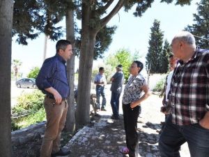 Bodrumlu Vatandaşlar Ağaçların Kesilmesini İstemiyor