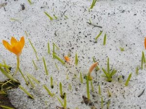 Uludağ’da Çiçekler Kar Dinlemedi