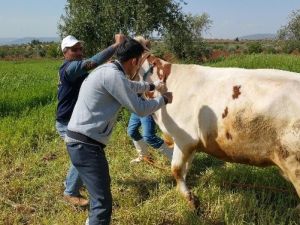 Büyükbaş Hayvanlara İlkbahar Şap Aşılama Kampanyası