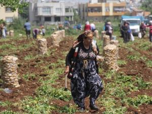 Patates 5 Liraya Çıktı, Vatandaş Tarlalara Koşup Başak Topladı