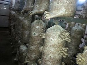 Sakarya’da Kayın Mantarı Yaygınlaşıyor