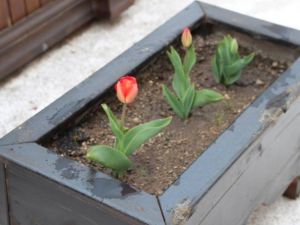 Küre’de Hükümet Konağında Kış Laleleri Baharı Müjdeliyor