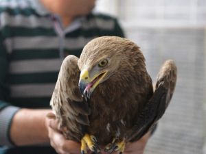Tedavi Edilen Yabani Kuşlar Doğaya Bırakılıyor