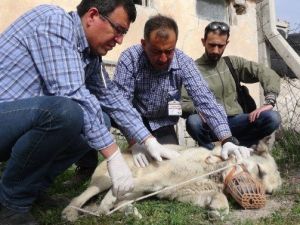 Araç Çarpması Sonucu Ayağı Kırılan Köpeğe Sahip Çıktılar