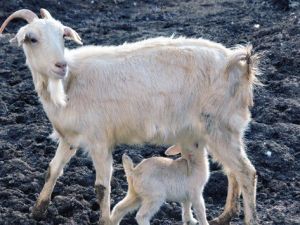 Anaç Koyun Keçi Destekleri Ödeniyor