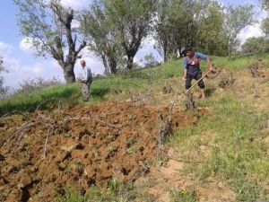 Kulp’ta Bağ Belleme Dönemi Başladı