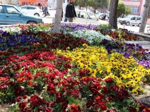Sungurlu Çiçeklerle Donatıldı