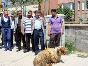 EDAŞ Müdürünün Tayinini Kurban Keserek Kutladılar