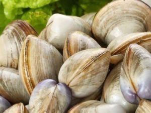 Beyaz Kum Midyesi Av Yasağı Başladı