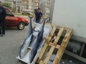 Kaçak Balık Satıcılarına Göz Açtırılmıyor