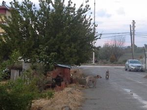 Selendi’de Sokak Köpekleri Korku Saçıyor
