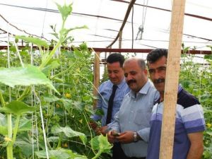 İlçe Tarım Müdürlüğü Seralarda İncelemelerde Bulundu