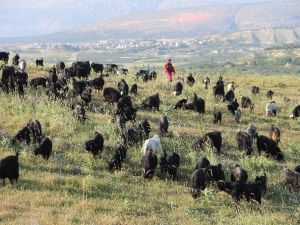 Sarıkeçili Yörüklerinin Yayla Göçü Başladı