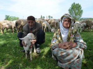 Vicdansız Hırsızlar 65 Koyunu Çaldı, Yaşlı Çift Gözyaşlarına Boğuldu