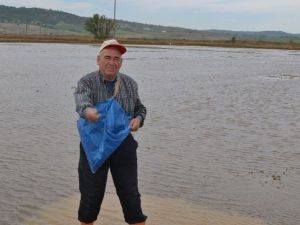 Trakya’da İlk Çeltik Tohumu Toprakla Buluştu