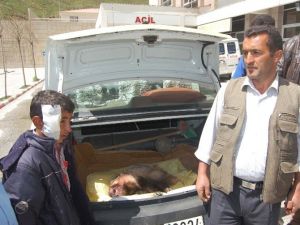 Eve Giren Porsuk Çocuğun Yanağını Ve Parmağını Kopardı