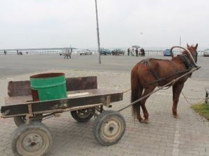 AT Arabası Otomobille Çarpıştı
