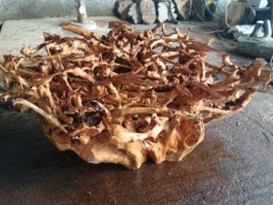 Ağaç Kökleri Gazetecinin Elleriyle Yeniden Hayat Buluyor