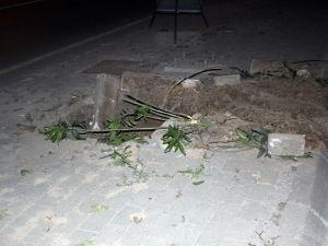 İzmir’de Tramvay Hattı İçin Yüzlerce Ağaç Kesildi