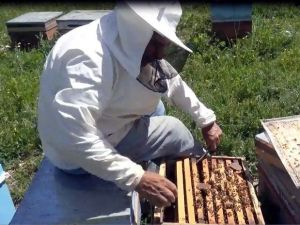 Sincik Balı Lezzetini Geven Çiçeğinden Alıyor