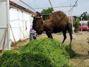 Burhaniye’de Güreş Develerine Bahar Bakımı