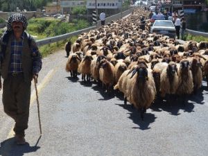 Göçerlerin Zorlu Yolculuğu Başladı
