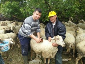Malkara’da Küçükbaş Hayvanlar Aşılandı