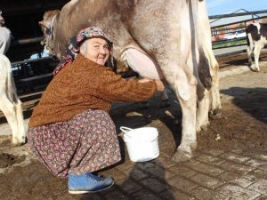 Girişimci Diye Buna Denir, Hiç İneği Yok Yüzlerce Litre Süt Satıyor